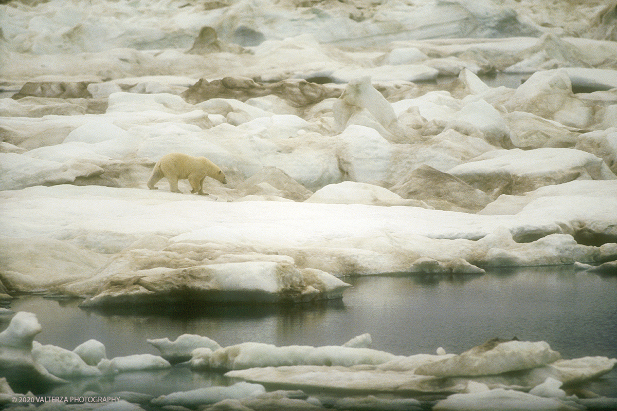 64 SIBERIA.jpg - Luglio/Agosto 1992. Siberia, terra dei Chukchi. Nell'oceano artico  125 Km a nord-est della penisola dei Chukchi (Siberia) c'Ã¨ l'isola di Wrangel, essa ospita piÃ¹ del doppio di specie vegetali (417) di qualsiasi territorio artico a paritÃ  di superficie nonchÃ¨ 30 specie diverse di uccelli oltre ad orsi polari, foche e trichechi ; per questo motivo   Ã¨ stata proclamata patrimonio dell'umanitÃ  dall'UNESCO. Nella foto orso polare a caccia sul Pack a 35 miglia dall'isola di Wramgel.